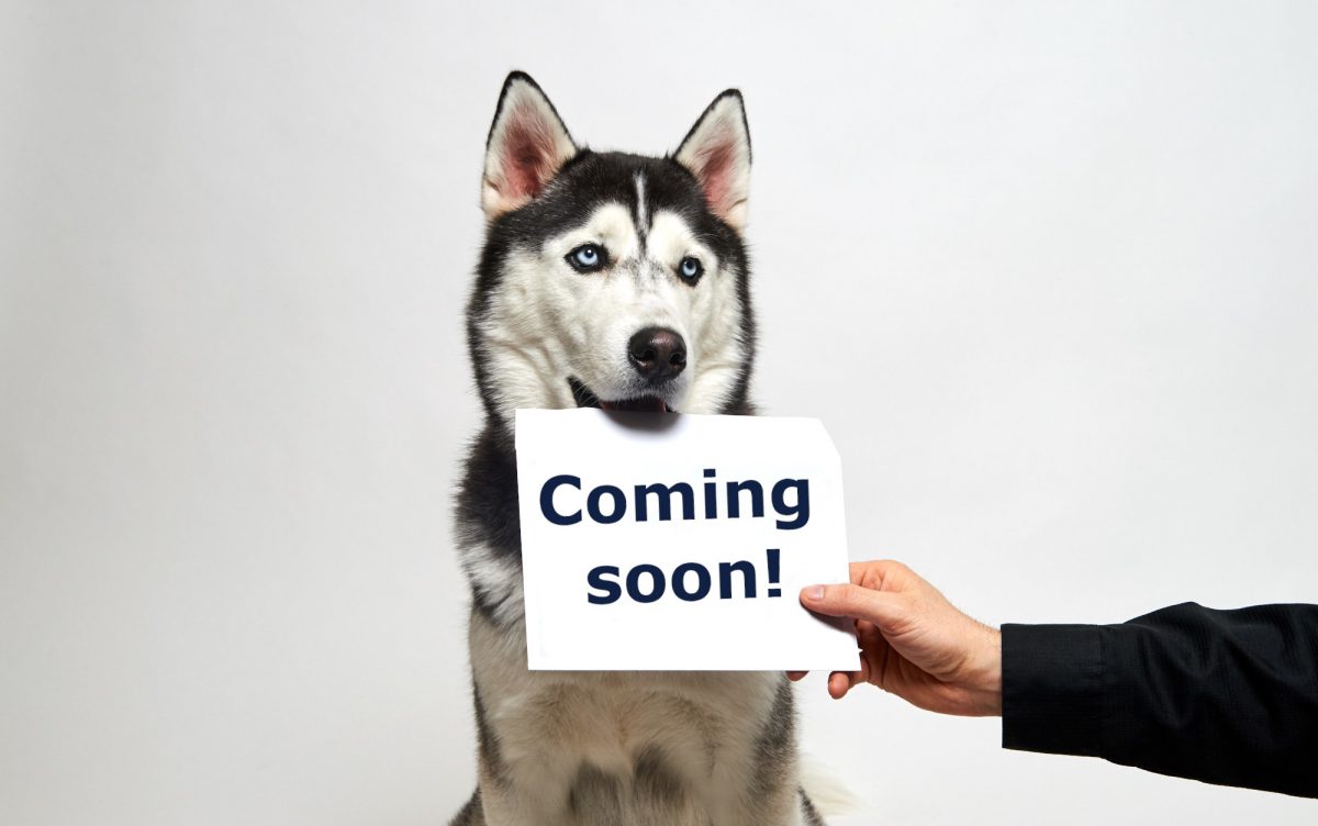 jonathan the husky holding a sign that says "coming soon"